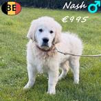 Newt & Nash - Golden Retriever pups te koop (Belgisch), Dieren en Toebehoren, België, 15 weken tot 1 jaar, Meerdere, Parvo