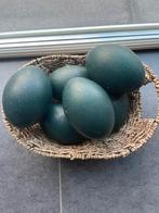 Emoe eieren voor consumptie, Ophalen, Zo goed als nieuw