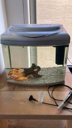Superfich aquarium 50L 6 goudvissen + verwarming, Dieren en Toebehoren, Ophalen, Gebruikt, Gevuld zoetwateraquarium