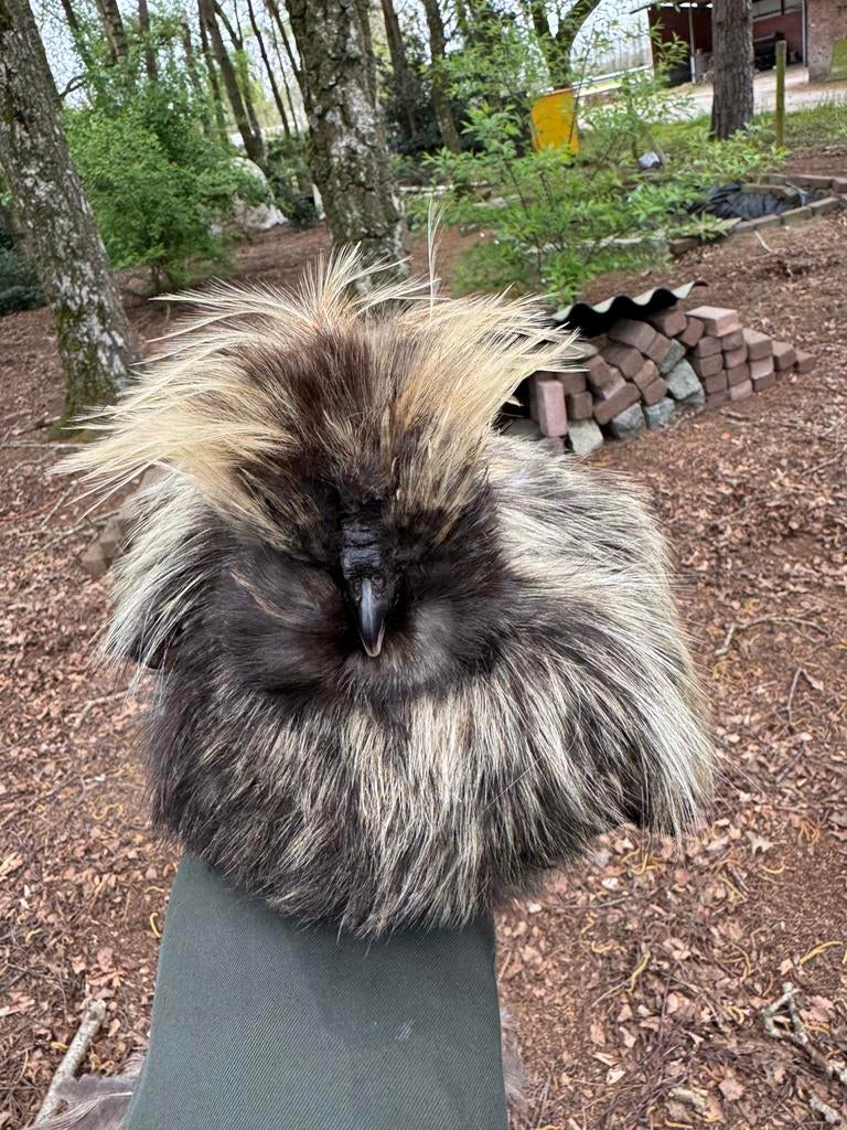 USA zijdehoen haan, Dieren en Toebehoren, Pluimvee, Mannelijk, Kip