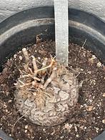 Plant: Testudinaria elephantipes, Maison & Meubles, Plantes d'intérieur, Autres espèces, En pot, Plein soleil, Plante à fleurs