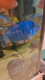 Cichliden, Dieren en Toebehoren