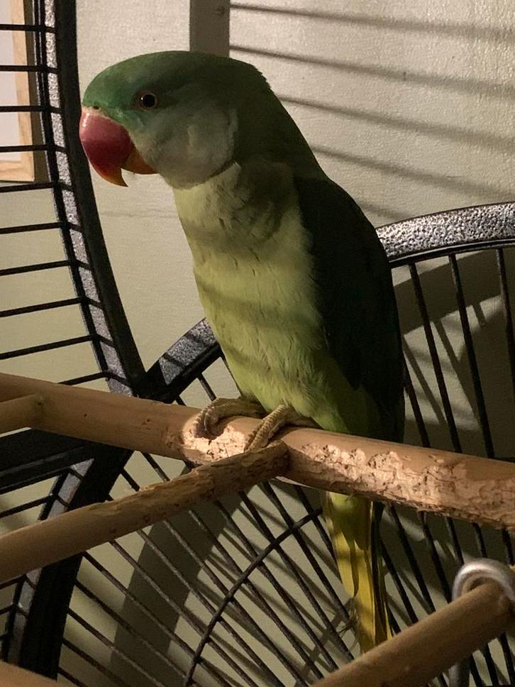 Alexander males de 8mois, Dieren en Toebehoren, Vogels | Hokken en Kooien, Ophalen