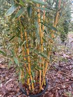 Bamboes, Tuin en Terras, Planten | Tuinplanten, Ophalen
