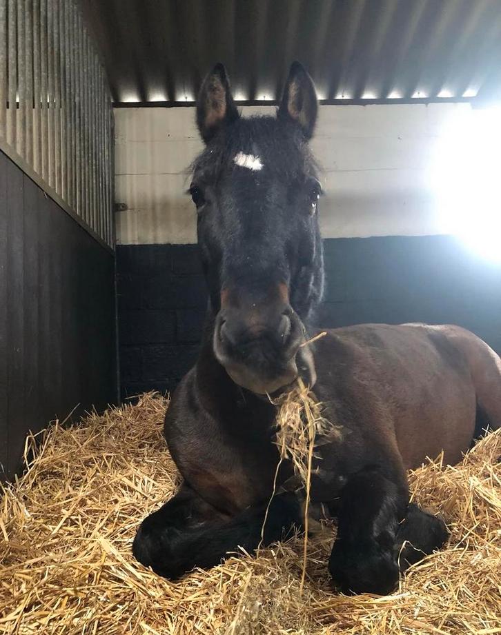 Verzorgers gezocht voor toffe pony’s!, Animaux & Accessoires, Chevaux, Plusieurs animaux, Débourré, Moins de 160 cm, 11 ans ou plus
