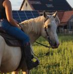 Lieve palomino merrie met uitstraling!, Dieren en Toebehoren, Paarden, Minder dan 160 cm, 3 tot 6 jaar, Westernpaard, Merrie