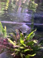 Goede thuis gezocht voor maanvis, Dieren en Toebehoren, Vissen | Aquariumvissen, Zoetwatervis