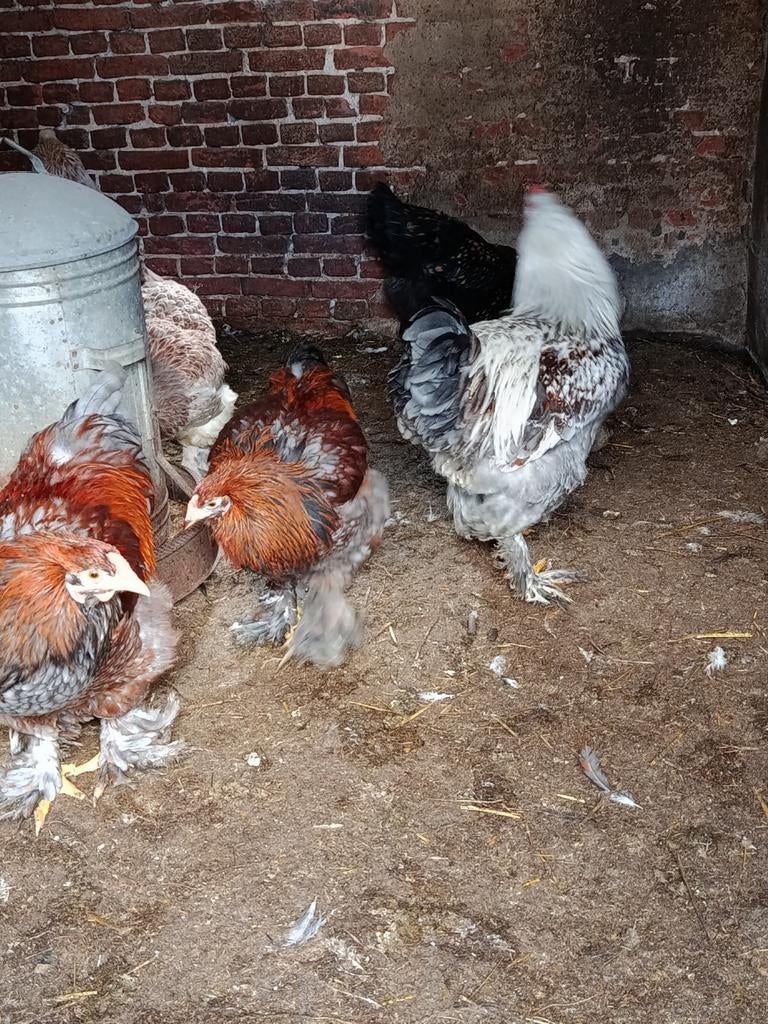 Brahma groothoender hanen, Meerdere dieren, Kip
