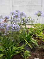 Agapanthe bleue/pot 25x40 /, Jardin & Terrasse, Enlèvement, Été, Plante fixe