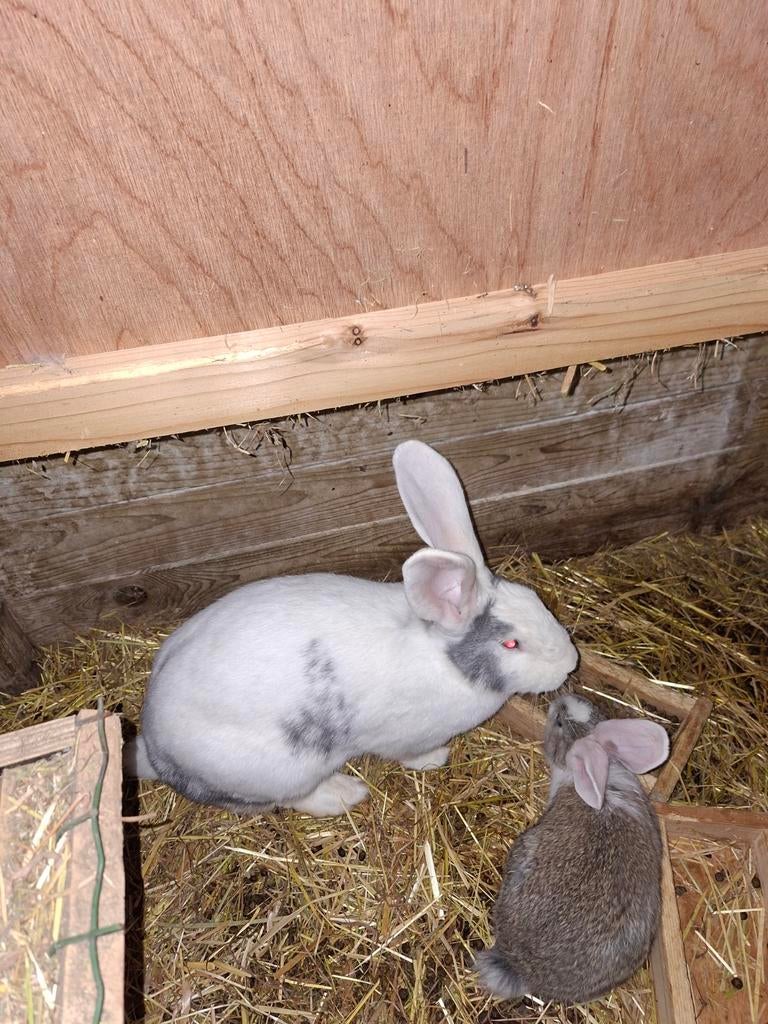 Duitse reus, Vrouwelijk, Groot