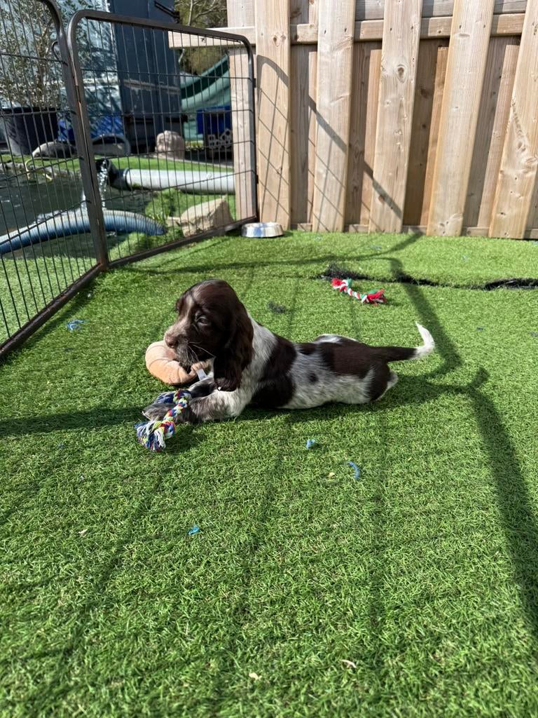 Mooie engelse cockerspaniël pup, Dieren en Toebehoren, Honden | Retrievers, Spaniëls en Waterhonden, Reu, Spaniël, Fokker | Professioneel