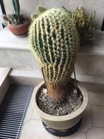 Cactus 40 ans, Huis en Inrichting, Kamerplanten, Ophalen, Cactus, Minder dan 100 cm, Volle zon