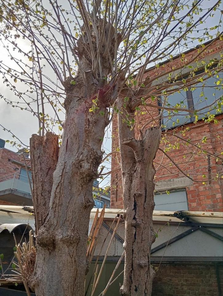 Wilg - Lindeboom gratis uitdoen + Gratis hout, Tuin en Terras, Planten | Bomen, Winter, Ophalen