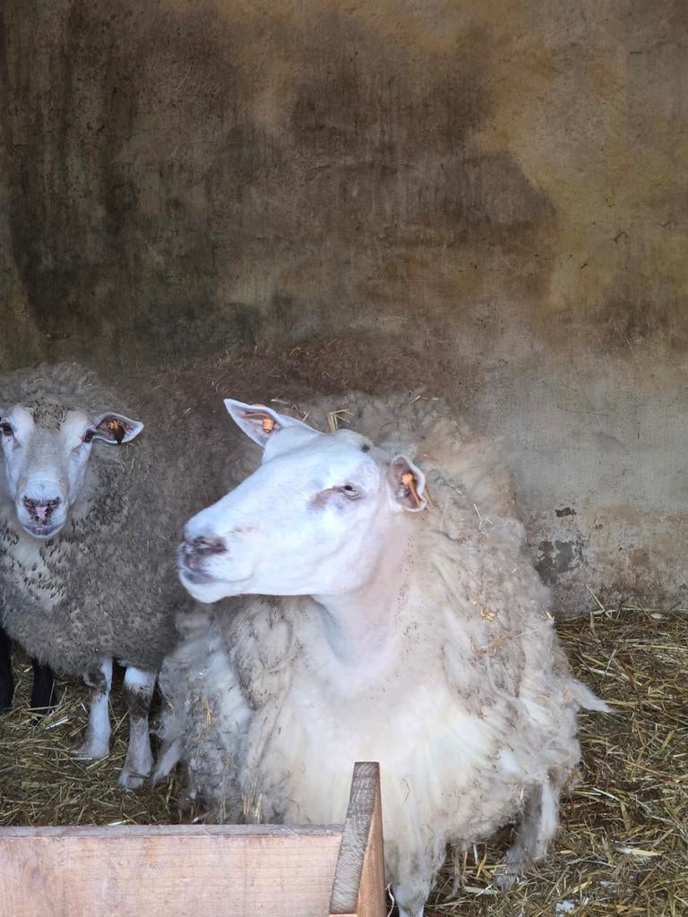 2 ooischapen met slechte uier, Dieren en Toebehoren, Schapen, Geiten en Varkens