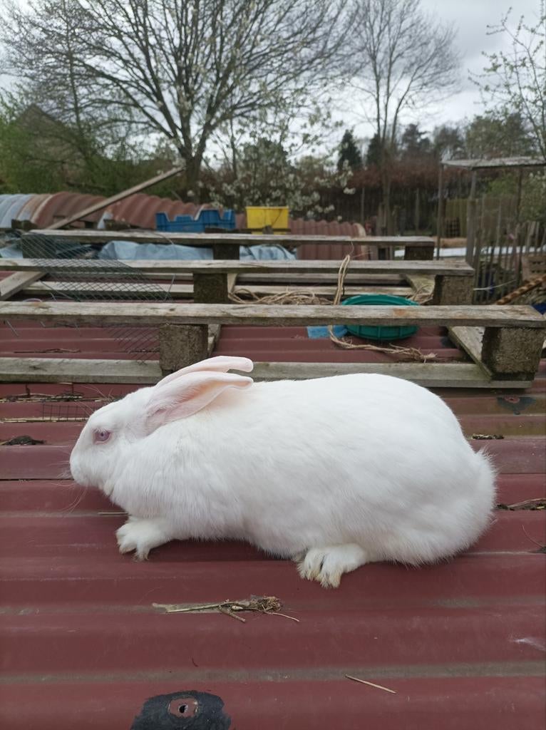 Konijn, Dieren en Toebehoren