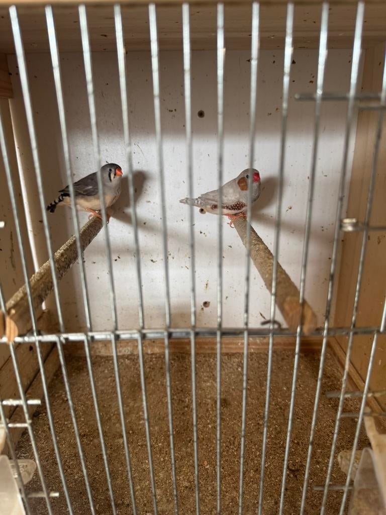 Te koop zebravinken koppel