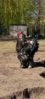 Brahma hanen, Meerdere dieren, Kip