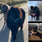 Verzorgster gezocht voor shetlandpony