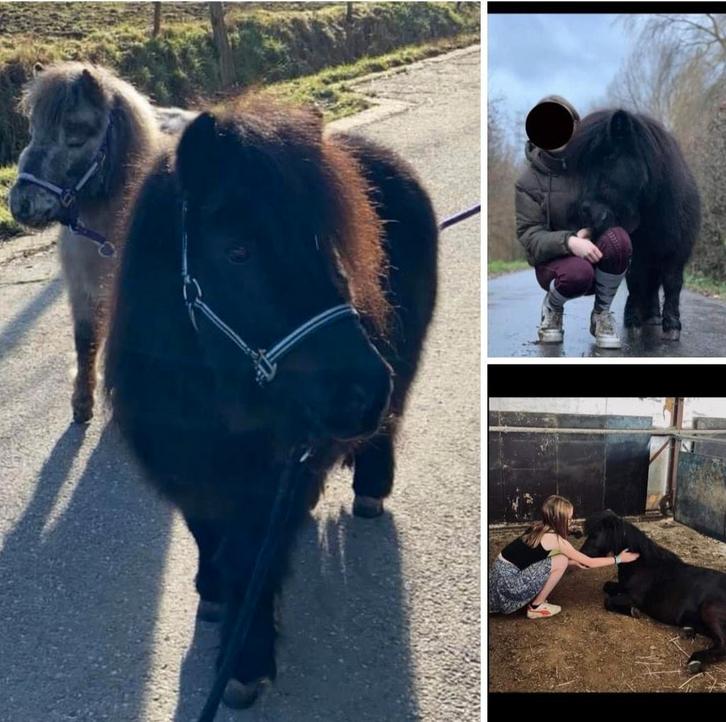 Verzorgster gezocht voor shetlandpony, Dieren en Toebehoren, Pony's