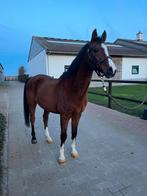 Arabische ruin, Hongre