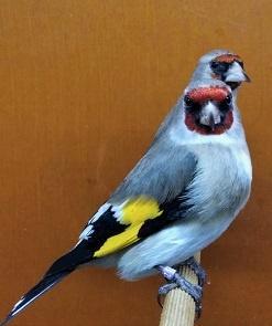 Vier mooie, degelijke (broed)kooien 120x40x63, Animaux & Accessoires, Oiseaux | Cages & Volières, Utilisé, Cage d'élevage, Bois