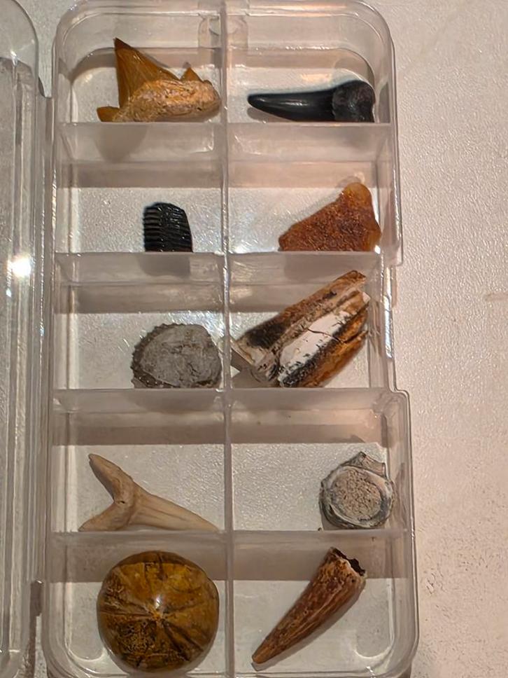 Lot de 10 petits fossiles, magnifiques dans une boîte., Collections, Minéraux & Fossiles, Fossile, Enlèvement ou Envoi