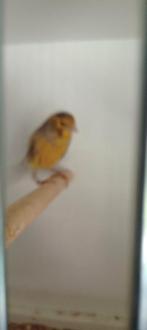 Kanarie, Dieren en Toebehoren, Mannelijk, Kleurkanarie