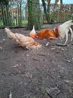 Broedeieren friese krielen, Dieren en Toebehoren, Pluimvee, Geslacht onbekend, Kip