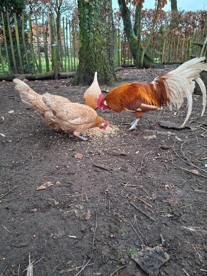 Broedeieren friese krielen, Dieren en Toebehoren, Pluimvee, Kip, Geslacht onbekend
