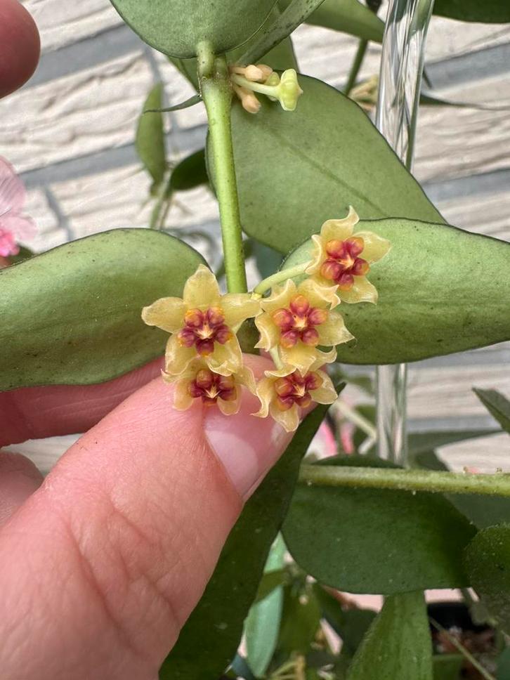 Hoya burmanica stekken, Huis en Inrichting, Kamerplanten, Ophalen of Verzenden