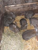 Steenkonijnen, stopzetting hobby, Plusieurs animaux, Taille moyenne