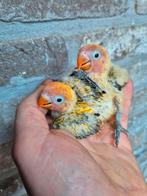 Fischeri opaline euwing voor handopfok, Meerdere dieren, Dwergpapegaai of Agapornis, Geringd