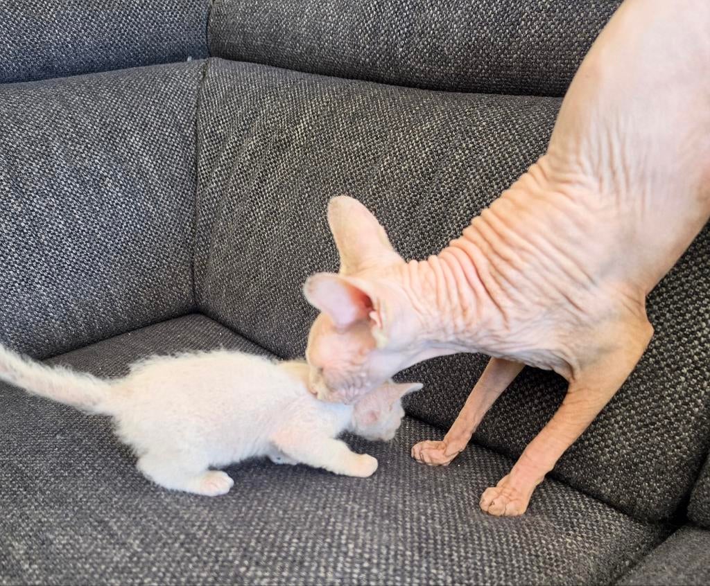 Chaton Sphynx à réserver, Dieren en Toebehoren, Katten en Kittens | Raskatten | Korthaar, Kater, 0 tot 2 jaar, Gechipt, Ontwormd