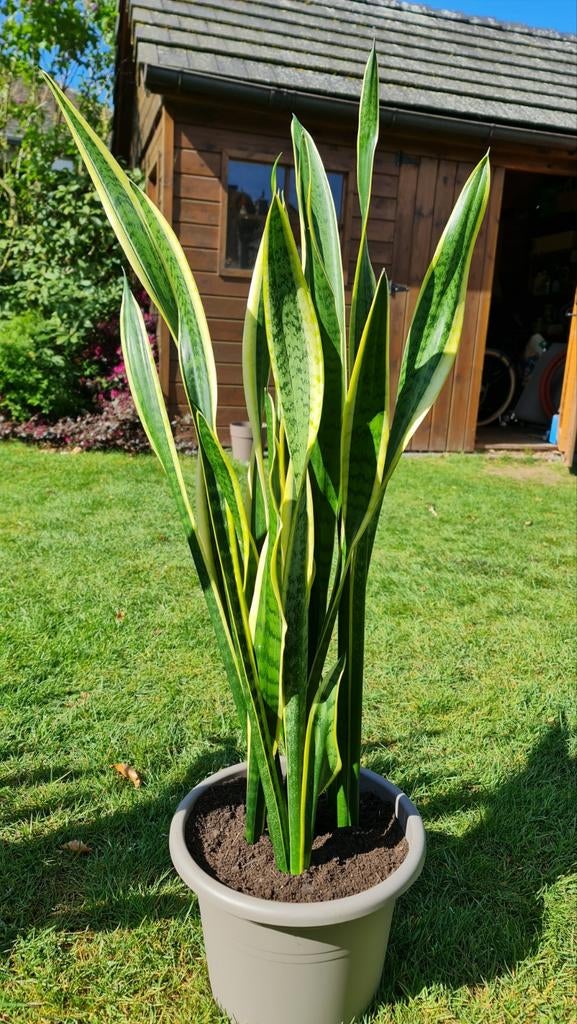 Sanseveria vrouwentongen 3 te verkrijgen in nieuwe pot, Huis en Inrichting, Ophalen, 100 tot 150 cm, Halfschaduw, In pot