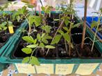 Plants de tomates et de poivrons, Jardin & Terrasse, Plantes | Jardin, Enlèvement, Annuelle