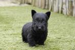 Magnifiques chiots Scottish Terrier, avec pedigree, Animaux & Accessoires, Chiens | Jack Russell & Terriers, Autres races, Plusieurs