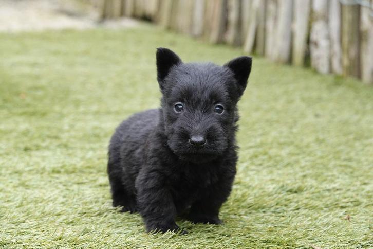 Magnifiques chiots Scottish Terrier, avec pedigree, Animaux & Accessoires, Chiens | Jack Russell & Terriers, Plusieurs animaux
