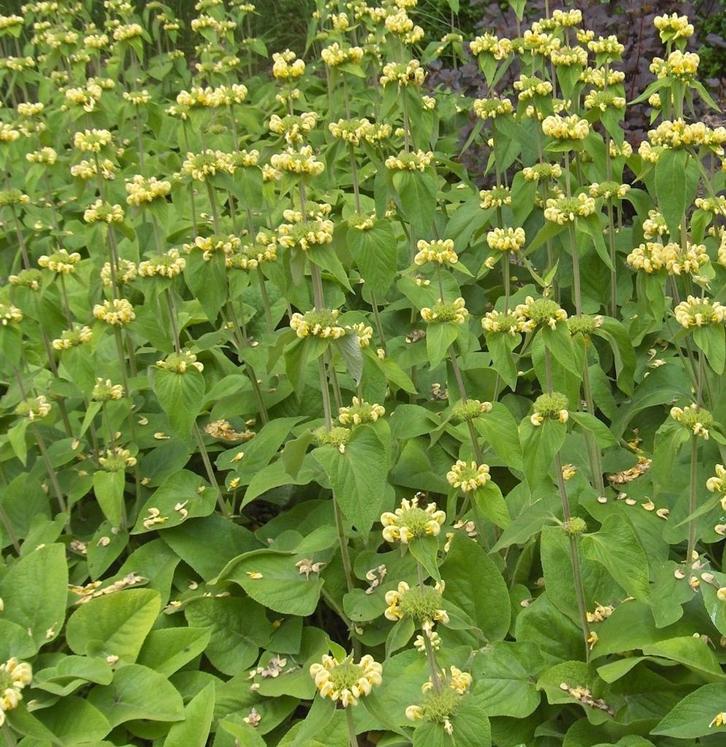 grand pot de phlomis vivace, fleurs jaunes, Jardin & Terrasse, Plantes | Jardin, Plante fixe, Autres espèces, Été, Enlèvement ou Envoi