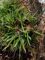 2 grote Carex planten + bak  met 100 tal carex scheuten, Tuin en Terras, Planten | Tuinplanten, Ophalen