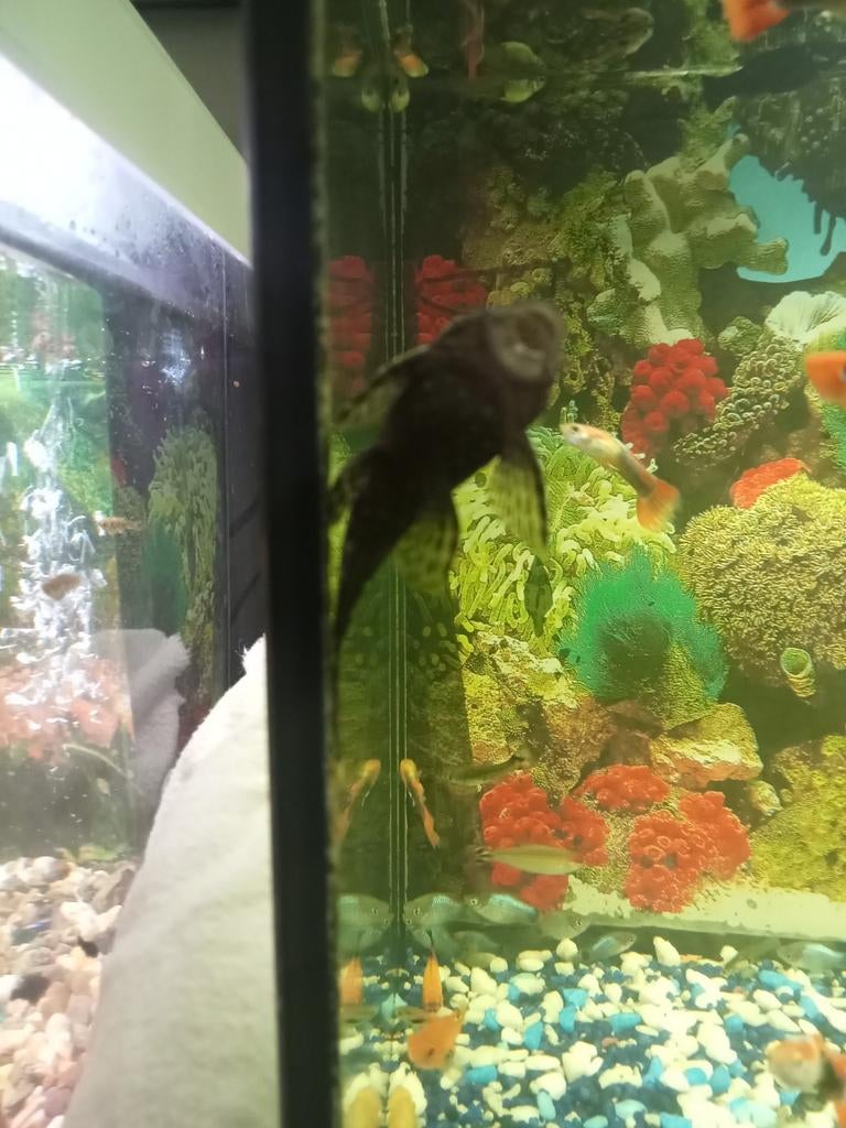 Ruitenkuipers te koop.tussn de 10 en 20.allemaal zwarte., Dieren en Toebehoren, Ophalen