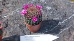Cactus Mammilaria zeilmanniana, p6. En fleur, Maison & Meubles, Enlèvement, Cactus
