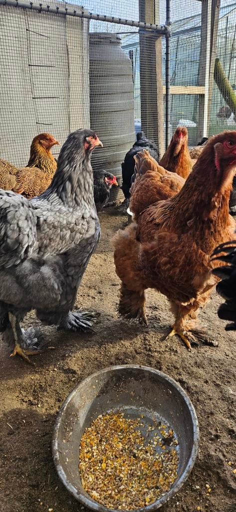 Poulets Brahma couchant des œufs