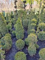 allerlei mooi geschoren buxus vormen,, Tuin en Terras, Planten | Struiken en Hagen, Ophalen, Buxus, Struik, Minder dan 100 cm