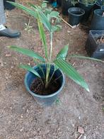 Kleine palm plant, Enlèvement