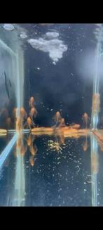 Ancistrussen long fins in 3 kleuren!, Dieren en Toebehoren, Vissen | Vijvervissen