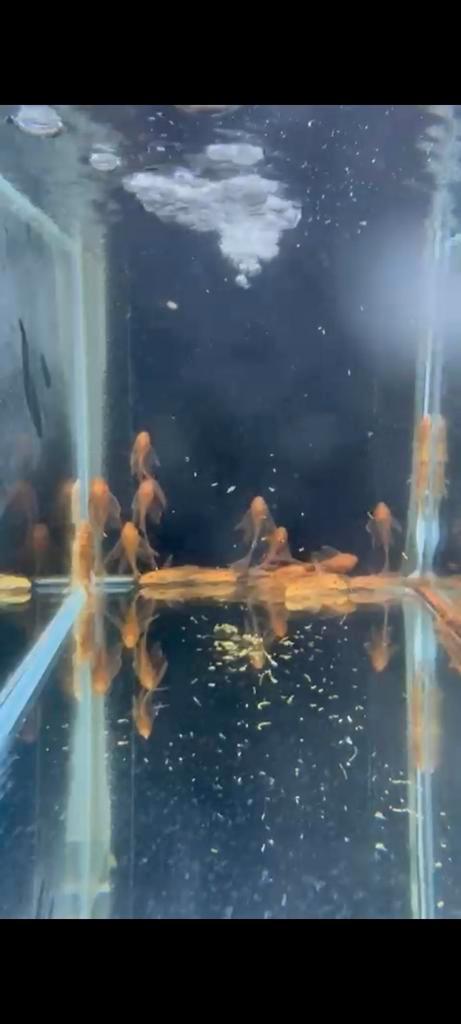 Ancistrussen long fins in 3 kleuren!, Dieren en Toebehoren, Vissen | Vijvervissen