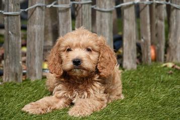 Prachtige Cockapoo pups beschikbaar voor biedingen