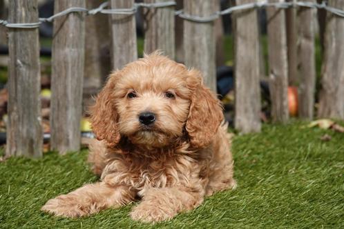 Prachtige Cockapoo pups, Dieren en Toebehoren, Honden | Retrievers, Spaniëls en Waterhonden, Meerdere dieren, Overige rassen, Fokker | Professioneel