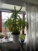 Set van 2 gigantische aloëvera in hun metalen potten, Huis en Inrichting, Kamerplanten, Ophalen, Vetplant, 100 tot 150 cm, Halfschaduw