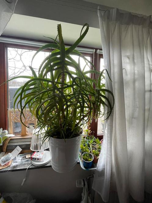 Set van 2 gigantische aloëvera in hun metalen potten, Huis en Inrichting, Kamerplanten, Vetplant, 100 tot 150 cm, Groene kamerplant